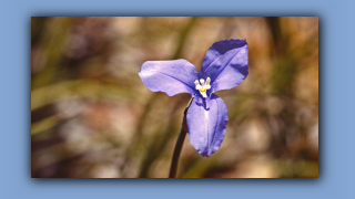 1993_WA_D05-16-31_Purple Flags (Patersonia occidentalis).jpg